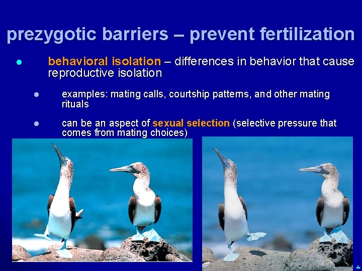 prezygotic barriers – prevent fertilization behavioral isolation – differences in behavior that cause reproductive