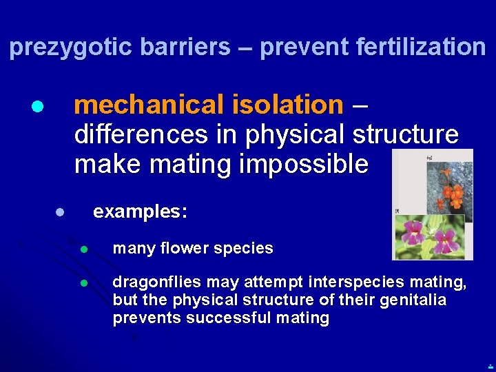 prezygotic barriers – prevent fertilization mechanical isolation – differences in physical structure make mating