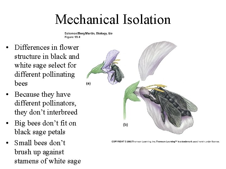 Mechanical Isolation • Differences in flower structure in black and white sage select for