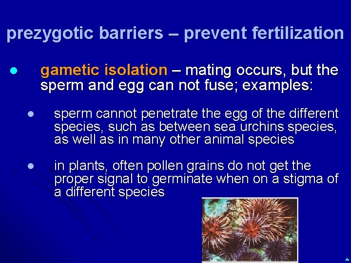 prezygotic barriers – prevent fertilization gametic isolation – mating occurs, but the sperm and