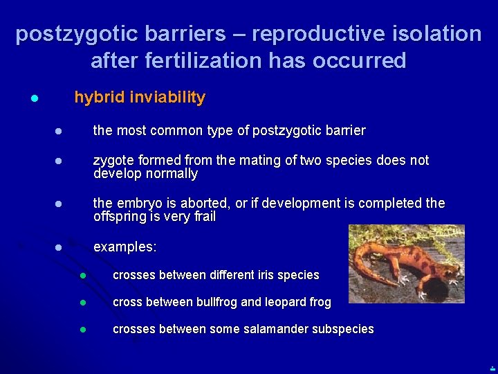 postzygotic barriers – reproductive isolation after fertilization has occurred hybrid inviability l l the