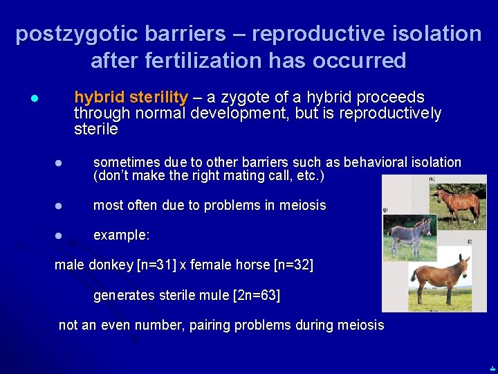 postzygotic barriers – reproductive isolation after fertilization has occurred hybrid sterility – a zygote