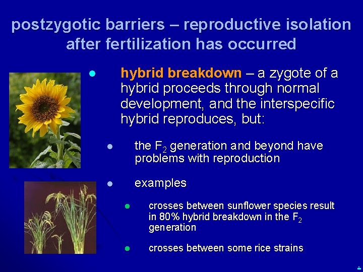 postzygotic barriers – reproductive isolation after fertilization has occurred hybrid breakdown – a zygote
