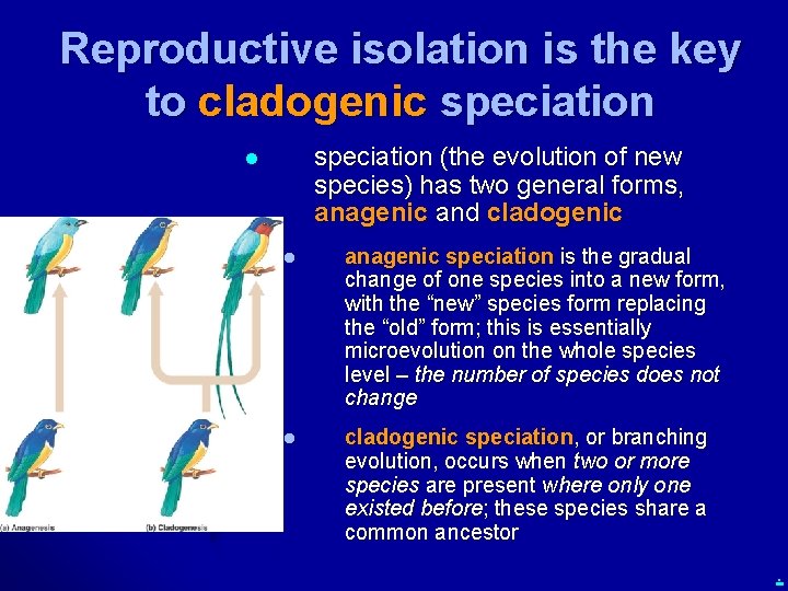 Reproductive isolation is the key to cladogenic speciation (the evolution of new species) has