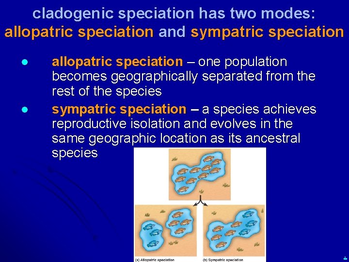 cladogenic speciation has two modes: allopatric speciation and sympatric speciation l l allopatric speciation