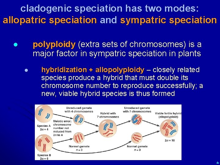 cladogenic speciation has two modes: allopatric speciation and sympatric speciation polyploidy (extra sets of