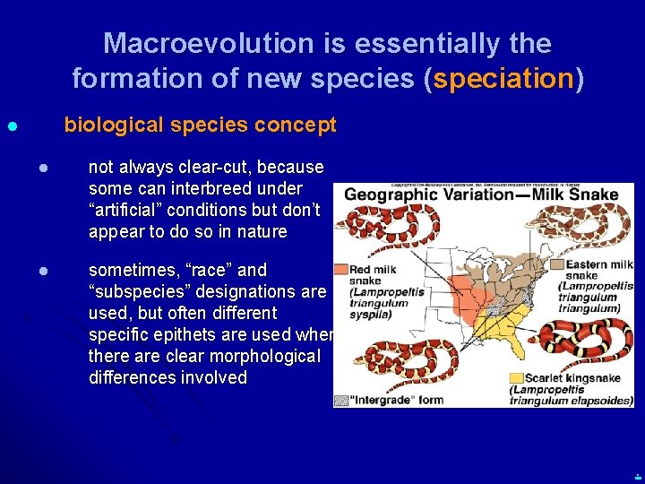 Macroevolution is essentially the formation of new species (speciation) biological species concept l l