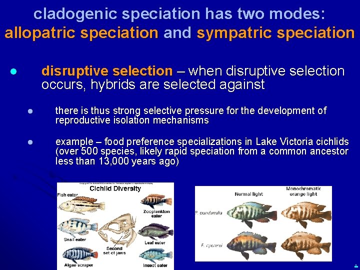 cladogenic speciation has two modes: allopatric speciation and sympatric speciation disruptive selection – when