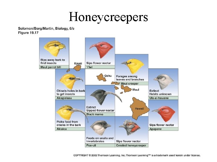 Honeycreepers 