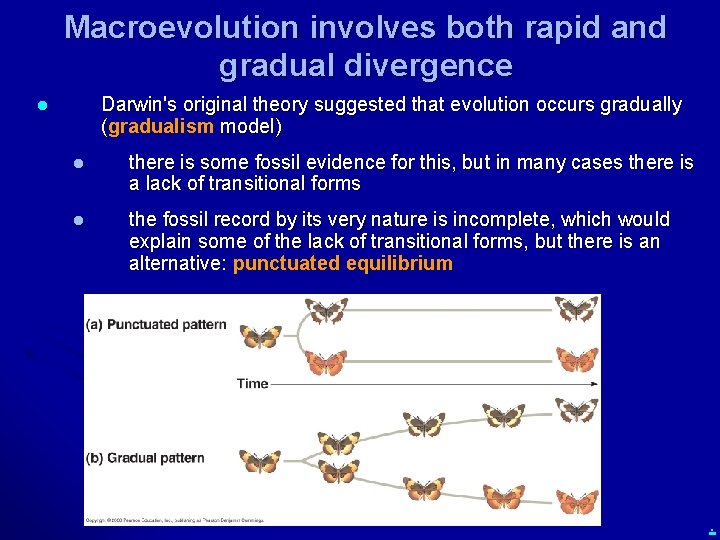 Macroevolution involves both rapid and gradual divergence Darwin's original theory suggested that evolution occurs