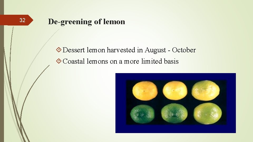 32 De-greening of lemon Dessert lemon harvested in August - October Coastal lemons on