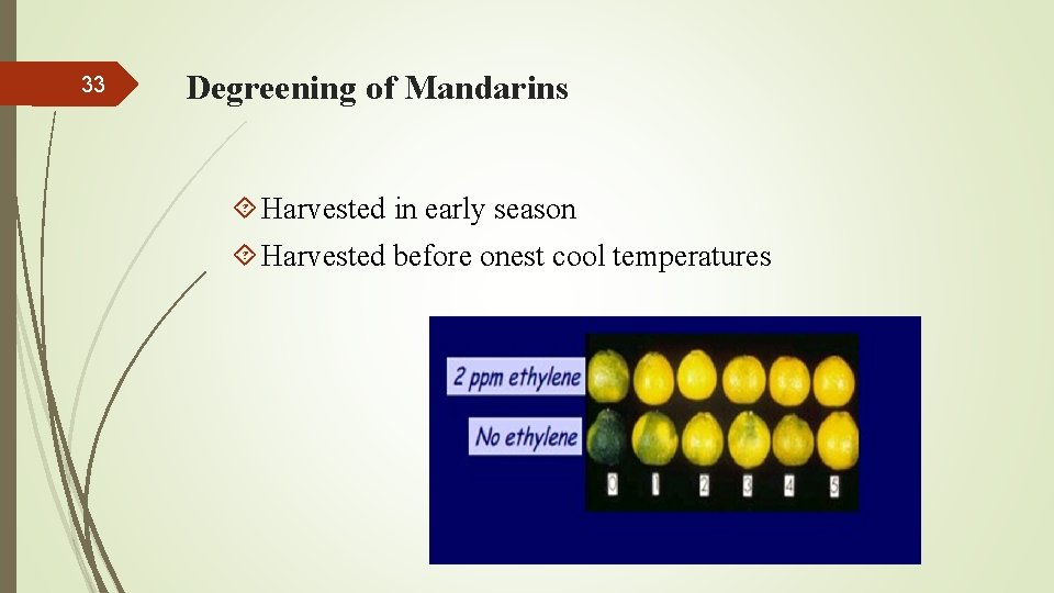 33 Degreening of Mandarins Harvested in early season Harvested before onest cool temperatures 