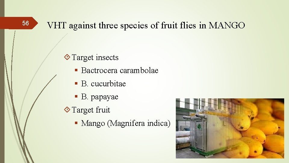 56 VHT against three species of fruit flies in MANGO Target insects § Bactrocera