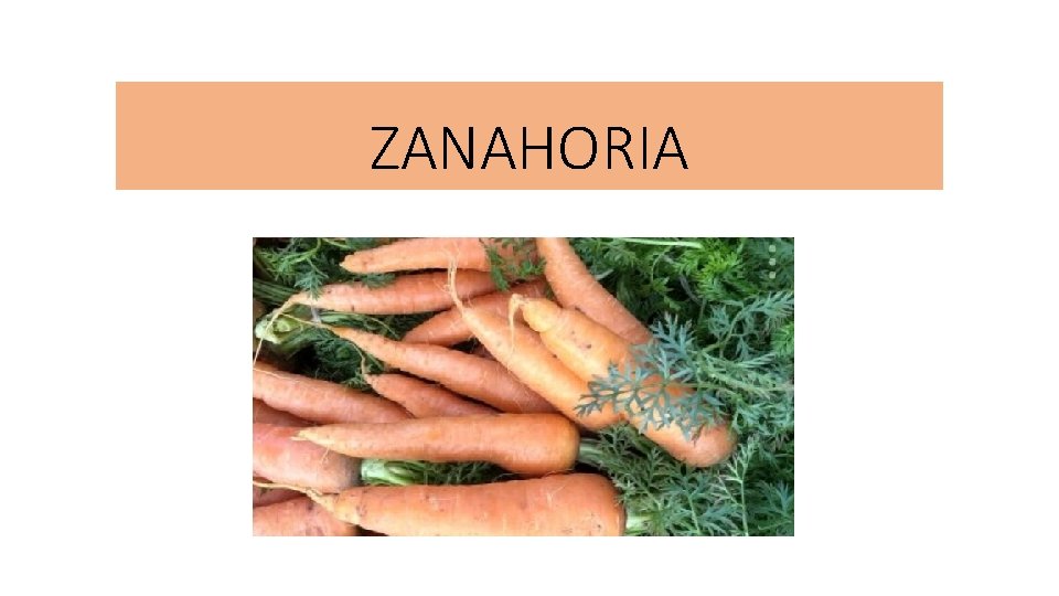 ZANAHORIA 