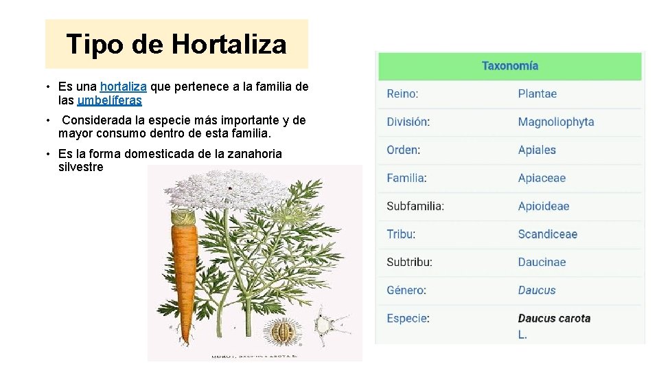 Tipo de Hortaliza • Es una hortaliza que pertenece a la familia de las