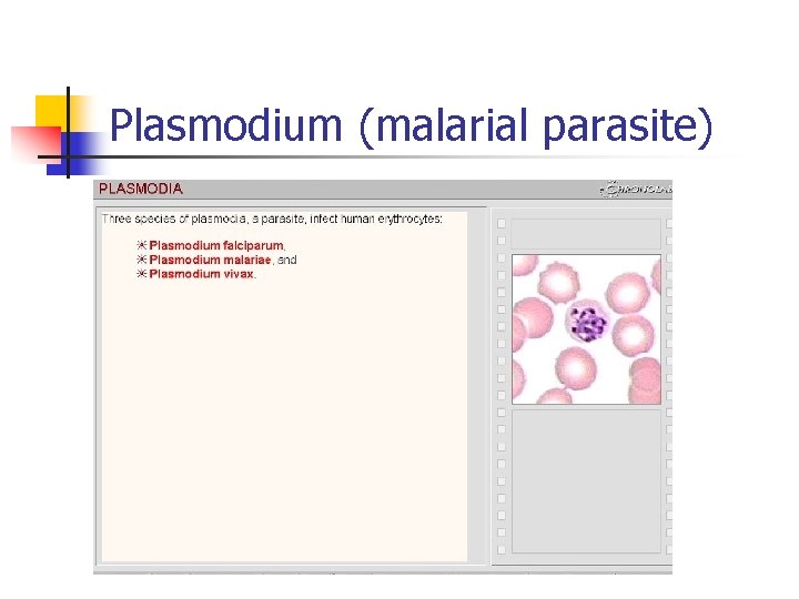 Plasmodium (malarial parasite) 