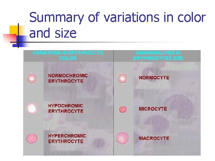 Summary of variations in color and size 