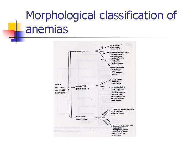 Morphological classification of anemias 