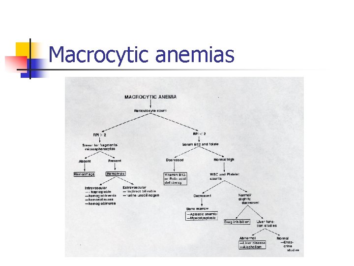 Macrocytic anemias 