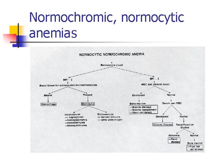 Normochromic, normocytic anemias 