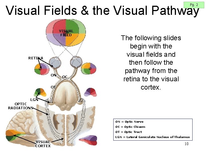 Pg. 2 Visual Fields & the Visual Pathway VISUAL FIELD RETINA ON OT OC Pg. 2 Visual Fields & the Visual Pathway VISUAL FIELD RETINA ON OT OC