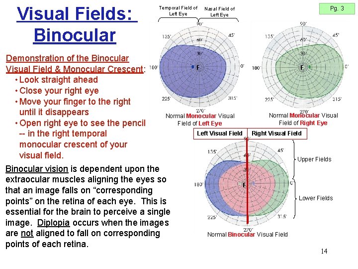 Visual Fields: Binocular Demonstration of the Binocular Visual Field & Monocular Crescent: • Look Visual Fields: Binocular Demonstration of the Binocular Visual Field & Monocular Crescent: • Look