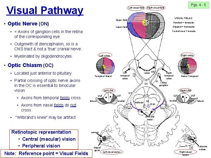 Visual Pathway Left visual field Pgs. 4 - 5 Right visual field VISUAL FIELDS: Visual Pathway Left visual field Pgs. 4 - 5 Right visual field VISUAL FIELDS: