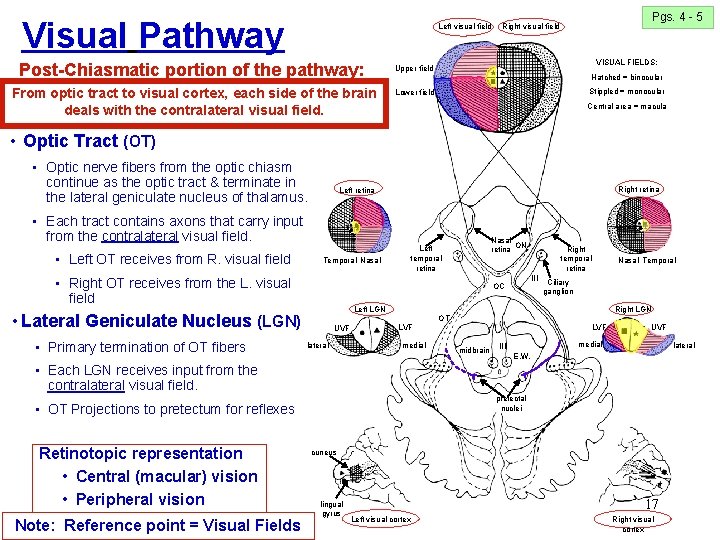 Visual Pathway Left visual field Post-Chiasmatic portion of the pathway: From optic tract to Visual Pathway Left visual field Post-Chiasmatic portion of the pathway: From optic tract to