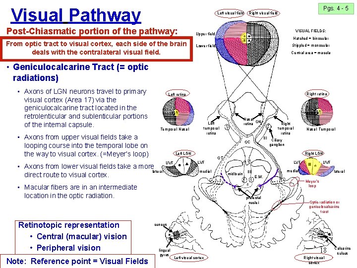 Visual Pathway Left visual field Post-Chiasmatic portion of the pathway: From optic tract to Visual Pathway Left visual field Post-Chiasmatic portion of the pathway: From optic tract to