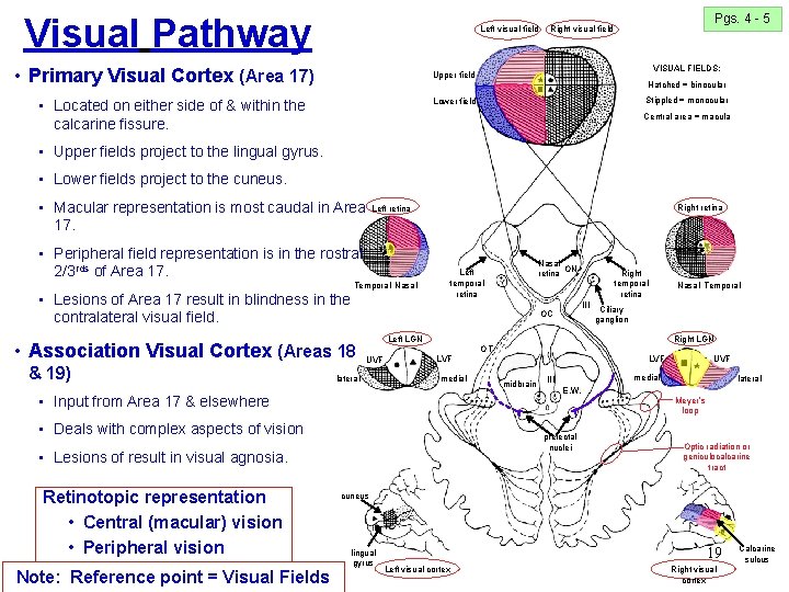 Visual Pathway Left visual field • Primary Visual Cortex (Area 17) Pgs. 4 - Visual Pathway Left visual field • Primary Visual Cortex (Area 17) Pgs. 4 -