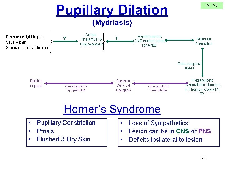 Pupillary Dilation Pg. 7 -8 (Mydriasis) Decreased light to pupil Severe pain Strong emotional Pupillary Dilation Pg. 7 -8 (Mydriasis) Decreased light to pupil Severe pain Strong emotional
