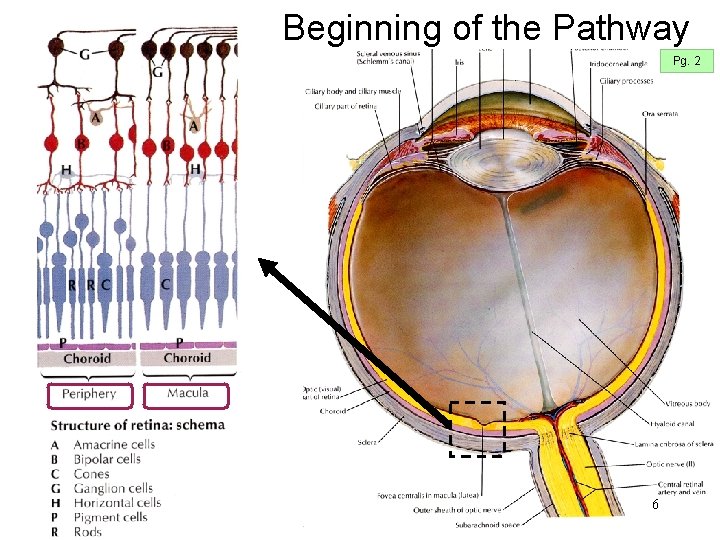Beginning of the Pathway Pg. 2 6 Beginning of the Pathway Pg. 2 6