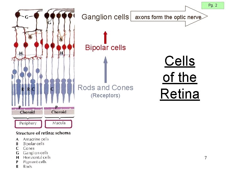 Pg. 2 Ganglion cells axons form the optic nerve Bipolar cells Rods and Cones Pg. 2 Ganglion cells axons form the optic nerve Bipolar cells Rods and Cones