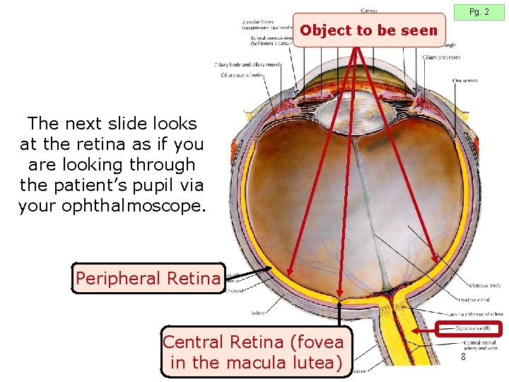 Pg. 2 Object to be seen The next slide looks at the retina as Pg. 2 Object to be seen The next slide looks at the retina as