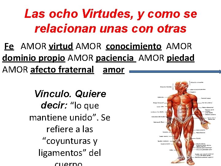 Las ocho Virtudes, y como se relacionan unas con otras Fe AMOR virtud AMOR Las ocho Virtudes, y como se relacionan unas con otras Fe AMOR virtud AMOR