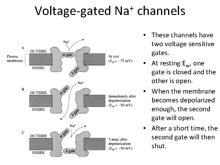 Voltage-gated + Na channels • These channels have two voltage sensitive gates. • At