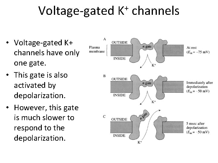 Voltage-gated • Voltage-gated K+ channels have only one gate. • This gate is also