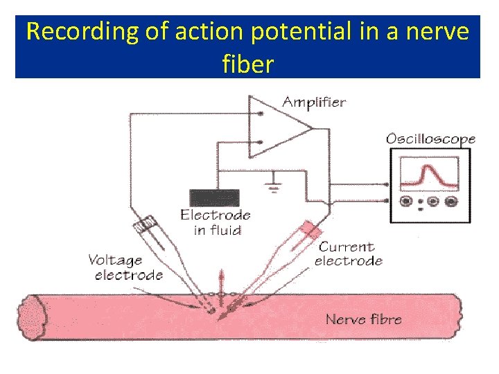 Recording of action potential in a nerve fiber 