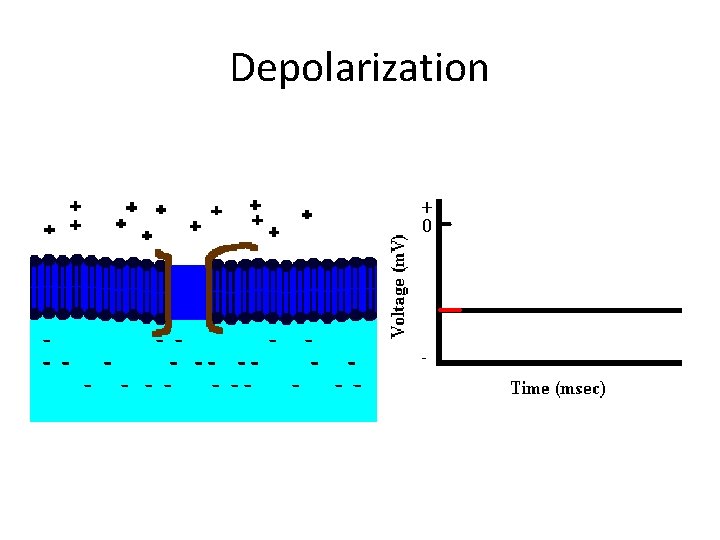 Depolarization 