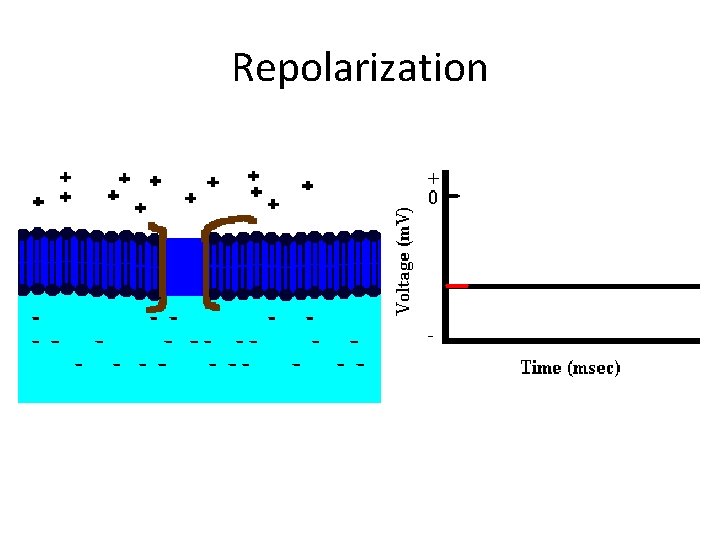 Repolarization 