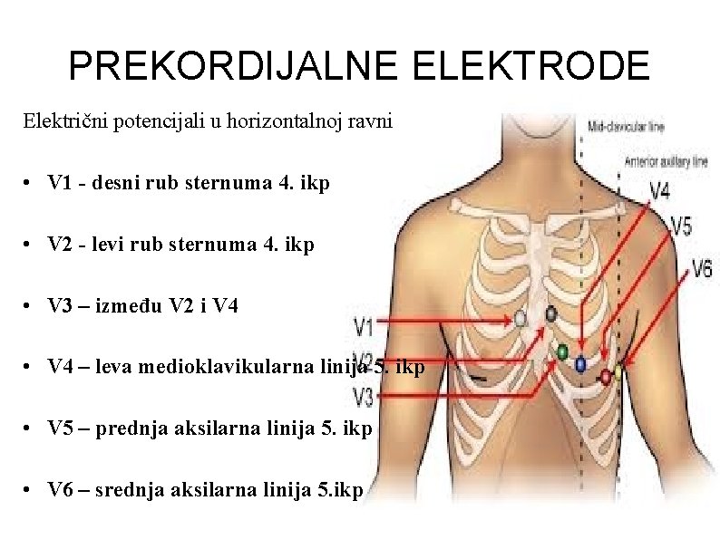 PREKORDIJALNE ELEKTRODE Električni potencijali u horizontalnoj ravni • V 1 - desni rub sternuma