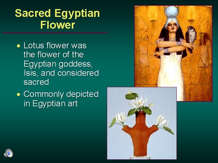 Sacred Egyptian Flower · Lotus flower was the flower of the Egyptian goddess, Isis,