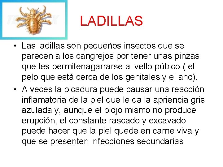 LADILLAS • Las ladillas son pequeños insectos que se parecen a los cangrejos por