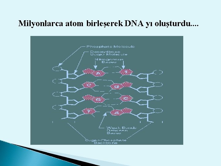 Milyonlarca atom birleşerek DNA yı oluşturdu. . 