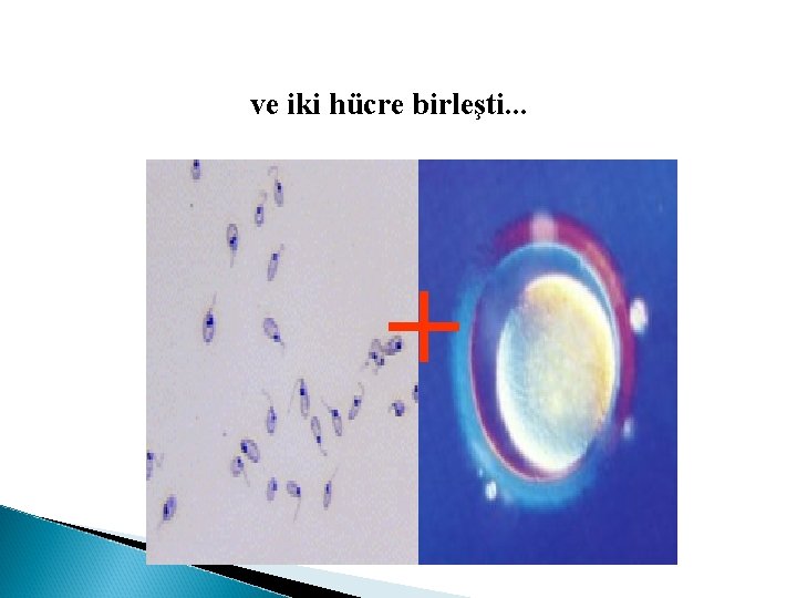 ve iki hücre birleşti. . . + 