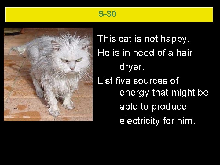 S-30 This cat is not happy. He is in need of a hair dryer. S-30 This cat is not happy. He is in need of a hair dryer.