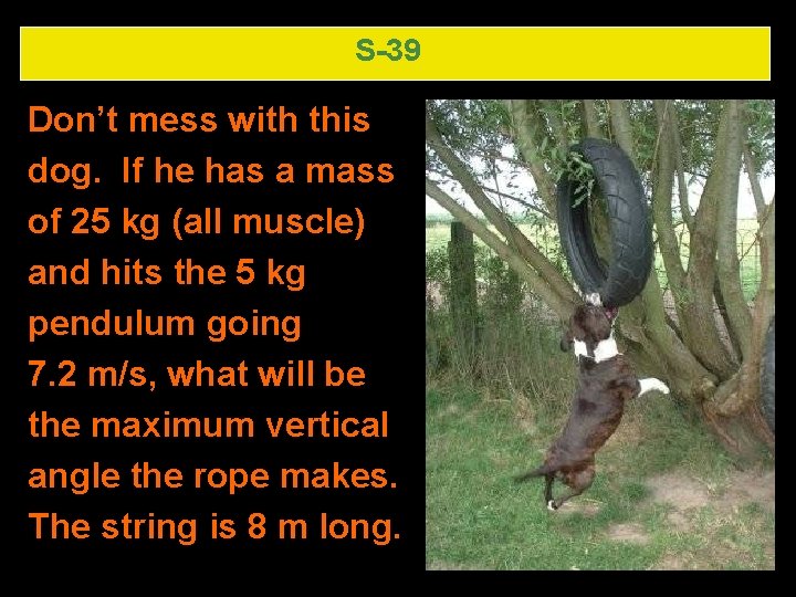 S-39 Don’t mess with this dog. If he has a mass of 25 kg S-39 Don’t mess with this dog. If he has a mass of 25 kg