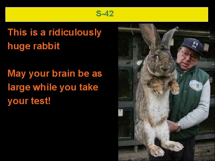 S-42 This is a ridiculously huge rabbit May your brain be as large while S-42 This is a ridiculously huge rabbit May your brain be as large while