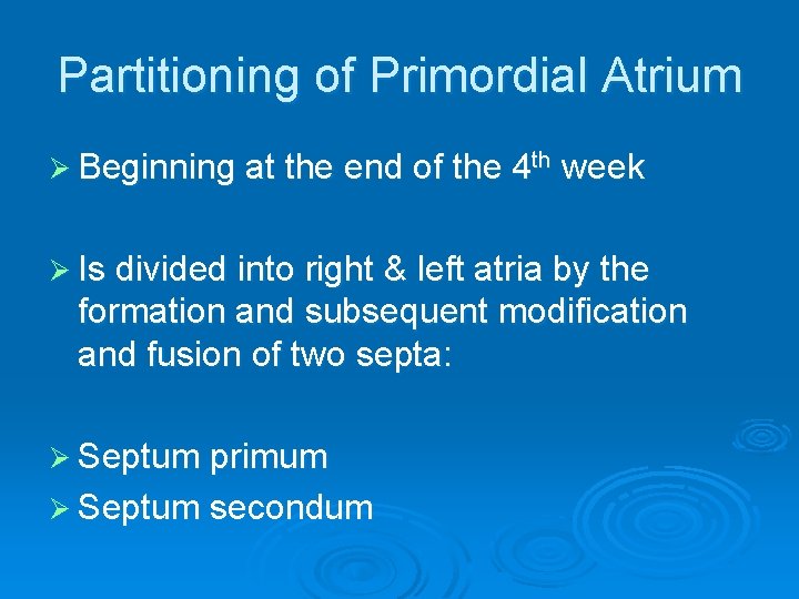 Partitioning of Primordial Atrium Ø Beginning at the end of the 4 th week