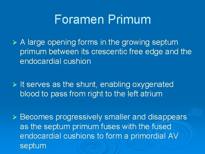 Foramen Primum Ø A large opening forms in the growing septum primum between its